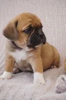 Zara, a female Puggle for sale in Apple Creek, OH – 3 of 3