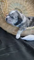 Stormy , a male Puggle for sale in Apple Creek, OH – 3 of 5