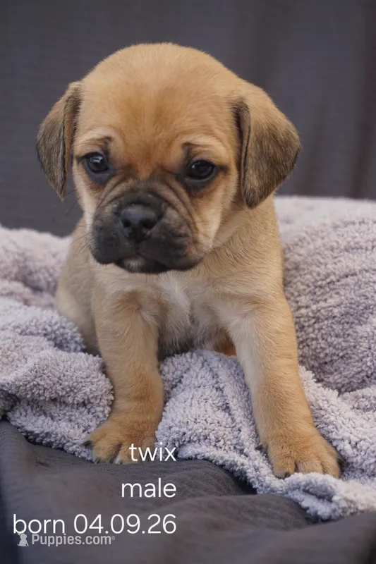 Twix – Puggle puppy for sale in Apple Creek, OH