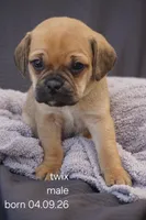 Twix, a male Puggle for sale in Apple Creek, OH – 1 of 3