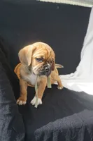 Aker, a male Puggle for sale in Apple Creek, OH – 5 of 9
