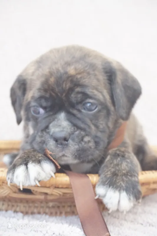 Fern – Puggle puppy for sale in Apple Creek, OH