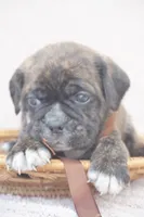 Fern, a female Puggle for sale in Apple Creek, OH – 1 of 4