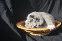 Zoro, a male Puggle for sale in Apple Creek, OH – 4 of 4
