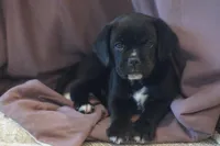 Spud, a male Puggle for sale in Apple Creek, OH – Photo 2 of 3