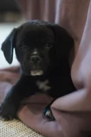 Spud, a male Puggle for sale in Apple Creek, OH – Photo 1 of 3