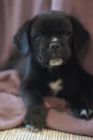 Spud, a male Puggle for sale in Apple Creek, OH – Photo 3 of 3