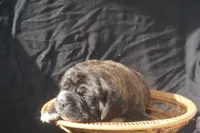 Lilly, a female Puggle for sale in Apple Creek, OH – 2 of 4