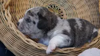 Frost, a male Puggle for sale in Apple Creek, OH – 5 of 5