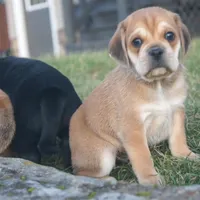 Dopey, a male Puggle for sale in Apple Creek, OH – Photo 3 of 4