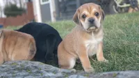 Dopey, a male Puggle for sale in Apple Creek, OH – Photo 3 of 4