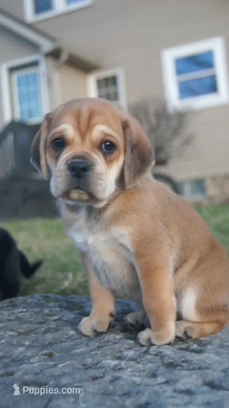 Dopey, a male Puggle for sale in Apple Creek, OH – Photo 1 of 4
