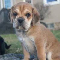 Dopey, a male Puggle for sale in Apple Creek, OH – Photo 1 of 4