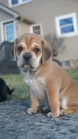 Dopey, a male Puggle for sale in Apple Creek, OH – Photo 1 of 4