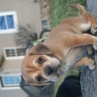 Dopey, a male Puggle for sale in Apple Creek, OH – Photo 2 of 4