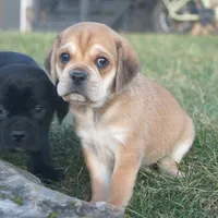 Dopey, a male Puggle for sale in Apple Creek, OH – Photo 4 of 4