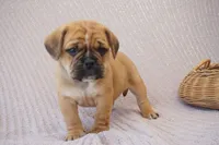 Jelly Bean, a male Puggle for sale in Apple Creek, OH – 1 of 3