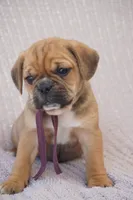 Opal, a female Puggle for sale in Apple Creek, OH – 2 of 3