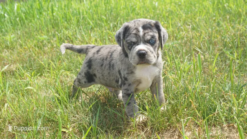 Zoro – Puggle puppy on hold in Apple Creek, OH
