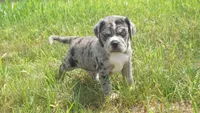 Zoro, a male Puggle for sale in Apple Creek, OH – 1 of 4