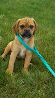 cal, a male Puggle for sale in Apple Creek, OH – 2 of 6