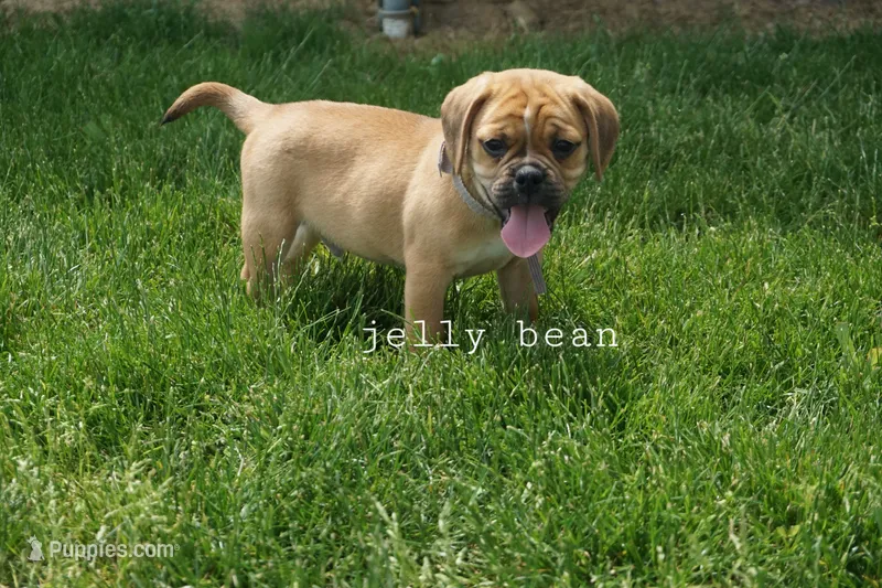 Jelly Bean – Puggle puppy for sale in Apple Creek, OH