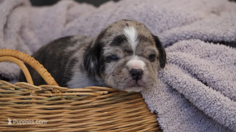 Frost – Puggle puppy for sale in Apple Creek, OH