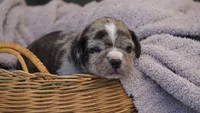 Frost, a male Puggle for sale in Apple Creek, OH – 1 of 5