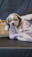 Stormy , a male Puggle for sale in Apple Creek, OH – 5 of 5