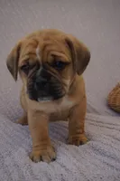 Jelly Bean, a male Puggle for sale in Apple Creek, OH – 2 of 3