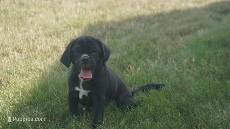 Finely – Puggle puppy for sale in Apple Creek, OH