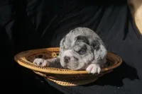 Zoro, a male Puggle for sale in Apple Creek, OH – 2 of 4