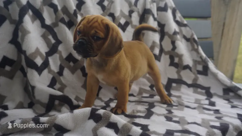 cal – Puggle puppy for sale in Apple Creek, OH