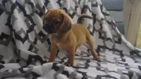 cal, a male Puggle for sale in Apple Creek, OH – 1 of 5