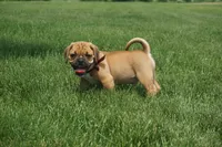 Aker, a male Puggle for sale in Apple Creek, OH – 9 of 9