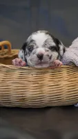 Dusty, a male Puggle for sale in Apple Creek, OH – 6 of 6