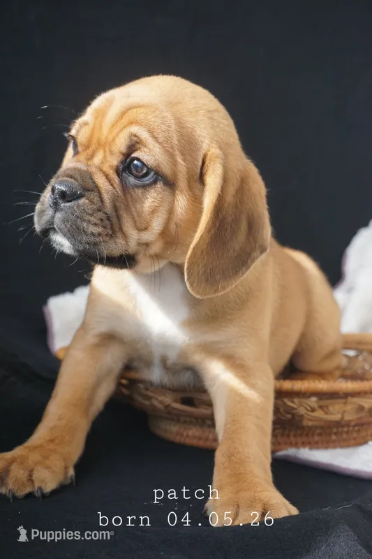 Patch – Puggle puppy for sale in Apple Creek, OH