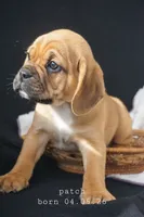 Patch, a male Puggle for sale in Apple Creek, OH – 5 of 7