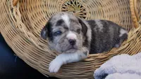 Frost, a male Puggle for sale in Apple Creek, OH – 4 of 5