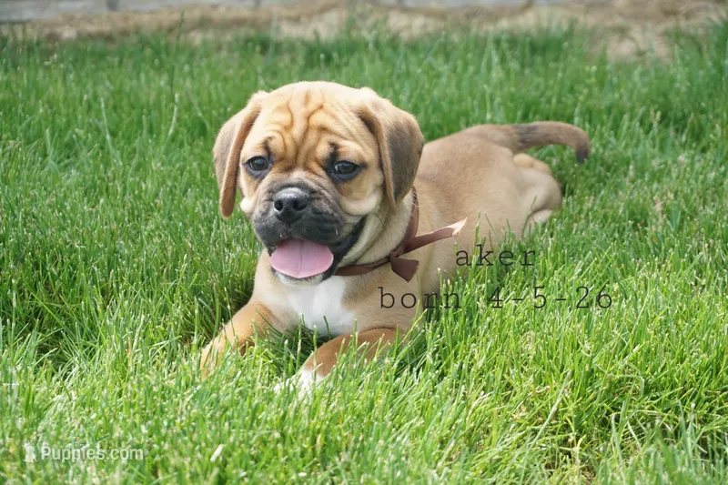 Aker – Puggle puppy for sale in Apple Creek, OH