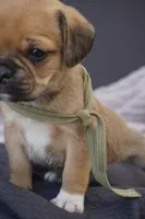 Bear, a male Puggle for sale in Apple Creek, OH – 3 of 4