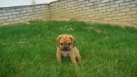 cal, a male Puggle for sale in Apple Creek, OH – 2 of 5
