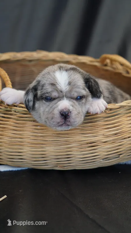 Stormy  – Puggle puppy for sale in Apple Creek, OH