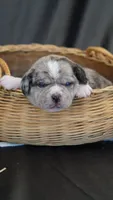 Stormy , a male Puggle for sale in Apple Creek, OH – 1 of 5