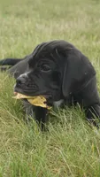 Finely, a male Puggle for sale in Apple Creek, OH – 2 of 3