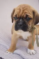Aker, a male Puggle for sale in Apple Creek, OH – 3 of 3
