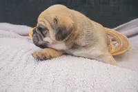 Banks, a male Puggle for sale in Apple Creek, OH – 5 of 5