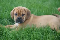Patch, a male Puggle for sale in Apple Creek, OH – 7 of 7