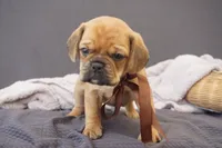 Suki , a male Puggle for sale in Apple Creek, OH – 2 of 4