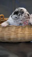 Dusty, a male Puggle for sale in Apple Creek, OH – 4 of 6